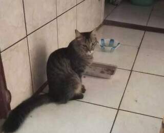 Gato desaparece no Conjunto União e família busca informações Gato desaparece no Conjunto União e família busca informações