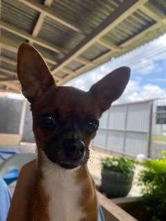 Em noite de muito barulho, Cachorrinha foge no Mata do Jacinto