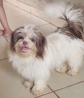 Antes mesmo da virada do ano, Skay se assusta com fogos e desaparece no Caiob&aacute;