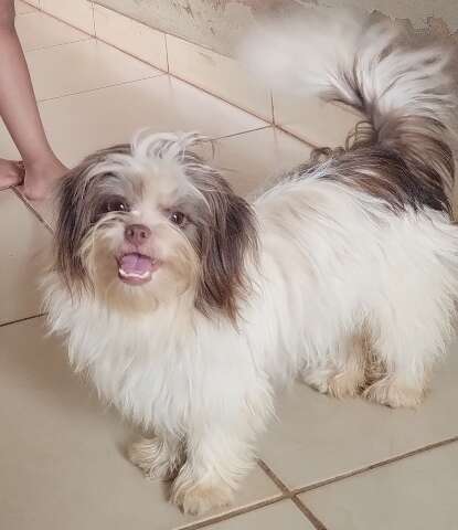 Antes mesmo da virada do ano, Skay se assusta com fogos e desaparece no Caiob&aacute;