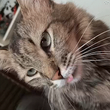 Gato desaparece no Conjunto Uni&atilde;o e fam&iacute;lia busca informa&ccedil;&otilde;es