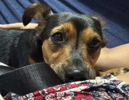 Pet passou mal depois das festas? Veja o que pode ter acontecido