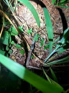 Mulher atacada durante corrida na Capital era policial civil
