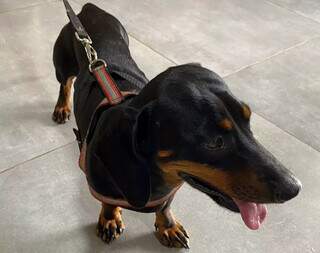 Fam&iacute;lia procura dono de cachorro &ldquo;salsicha&rdquo; encontrado na noite de R&eacute;veillon