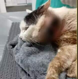 Gato de rua &eacute; resgatado com ferimento cheio de larvas e entidade pede ajuda