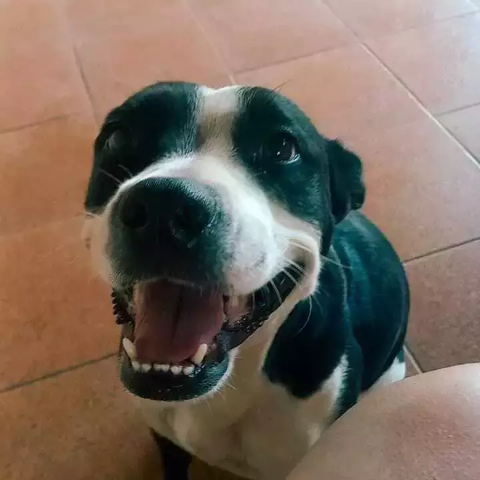 Voc&ecirc; viu a Sarabi? Cadela some ap&oacute;s fogos no Cai&ccedil;ara