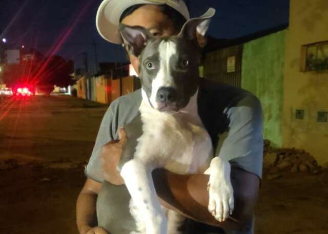 Voc&ecirc; viu a Kira? pitbull desapareceu na Vila Margarida