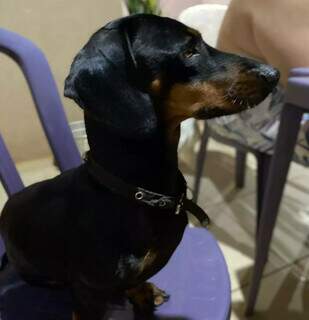 Fam&iacute;lia procura dono de cachorro &ldquo;salsicha&rdquo; encontrado na noite de R&eacute;veillon