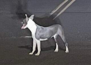Voc&ecirc; viu a Kira? pitbull desapareceu na Vila Margarida