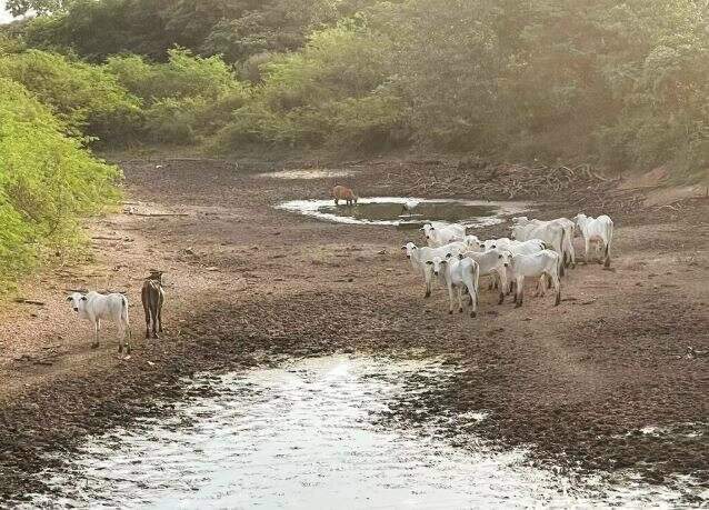 Previs&atilde;o de fase neutra da La Ni&ntilde;a pode antecipar seca no Pantanal