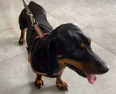 Fam&iacute;lia procura dono de cachorro &ldquo;salsicha&rdquo; encontrado na noite de R&eacute;veillon