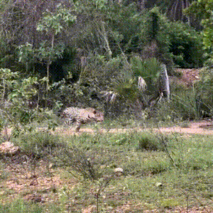Capivara escapa por pouco de ataque de on&ccedil;a-pintada no Pantanal