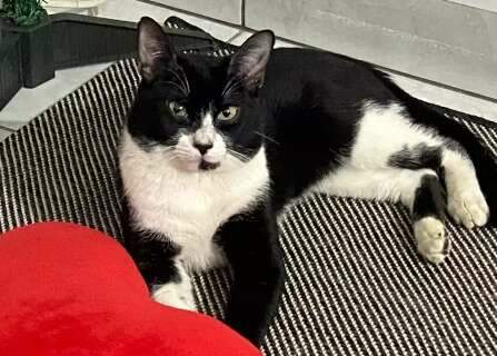 Tutora procura Airton, gato que desapareceu nesta sexta-feira 