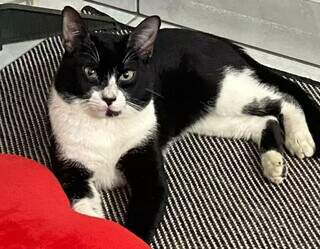 Tutora procura Airton, gato que desapareceu nesta sexta-feira 