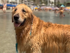Golden Alfredo vira 'c&atilde;oi&ccedil;ara' e coloca terer&ecirc; para cair no mar