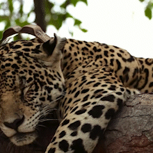 Araci e Mocoha encantam em cena rara no Pantanal de MS