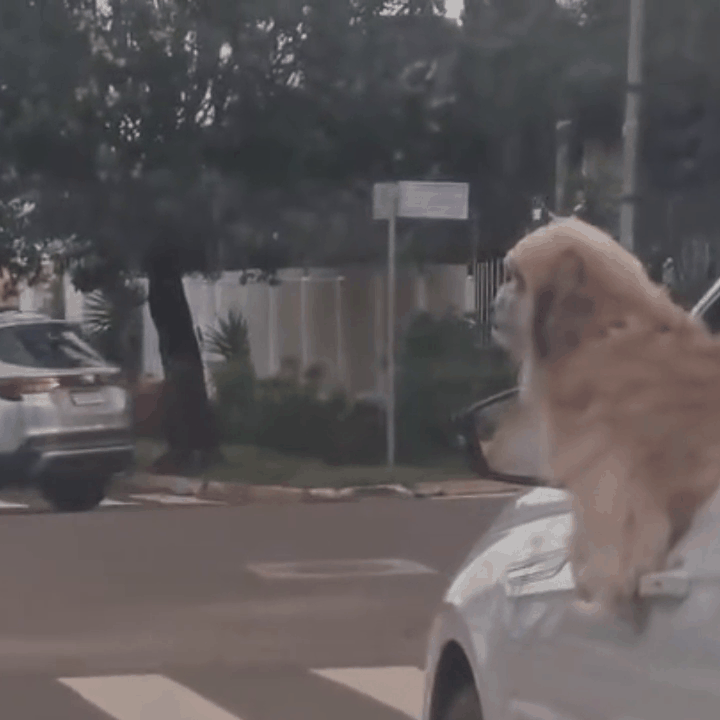 Motorista é flagrado com cães pendurados na janela do carro