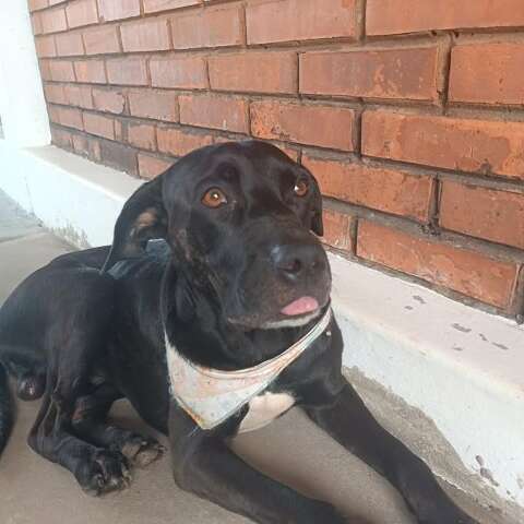 Funcionários de empresa acolhem cachorro ferido e procuram por tutor