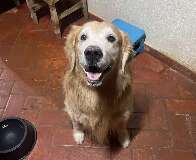 Vizinho diz que é delegado e vai "meter bala" em cachorro por cocô na calçada