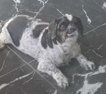 Morador da Capital procura fam&iacute;lia de shih-tzu idoso que entrou em sua casa