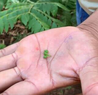 Jefferson é guia que ensina criança pegar no sono e espantar espíritos Jefferson é guia que ensina criança pegar no sono e espantar espíritos