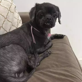 Cadela da ra&ccedil;a shih-tzu desaparece ap&oacute;s fugir no Guanandi