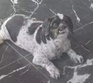 Morador da Capital procura fam&iacute;lia de shih-tzu idoso que entrou em sua casa
