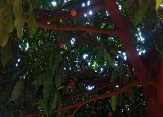 Darman esperou 11 anos para colher fruta ex&oacute;tica achachairu