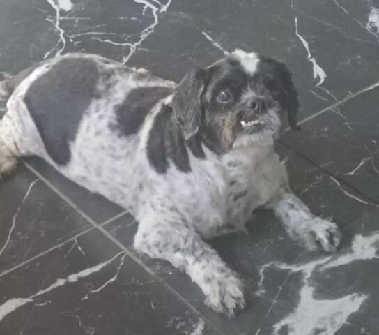 Morador da Capital procura fam&iacute;lia de shih-tzu idoso que entrou em sua casa