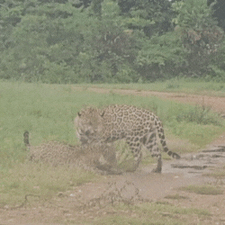 Casal de on&ccedil;as-pintadas brinca no Pantanal e tem quem duvide da "mansid&atilde;o"
