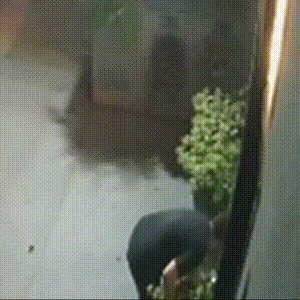 V&acirc;ndalo tenta furtar planta, derruba vaso e causa preju&iacute;zo em cl&iacute;nica