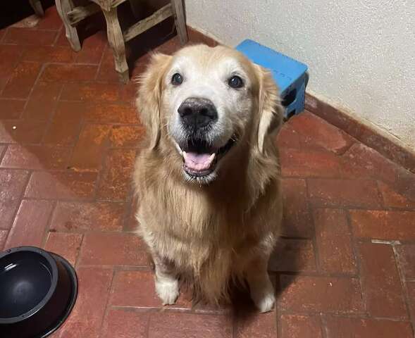 Vizinho diz que &eacute; delegado e vai "meter bala" em cachorro por coc&ocirc; na cal&ccedil;ada