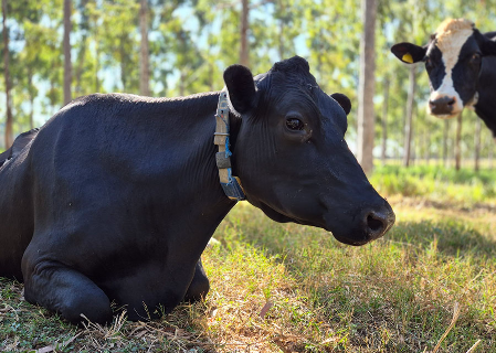Pecu&aacute;ria leiteira ganha regras t&eacute;cnicas para reduzir impacto ambiental