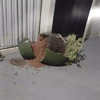 Ladr&atilde;o tenta furtar planta, derruba vaso e causa preju&iacute;zo em cl&iacute;nica