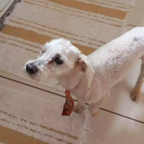 Cãozinho perdido é acolhido no Estrela do Sul e família procura tutor