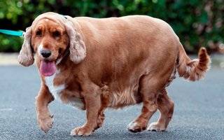 Ozempet? caneta emagrecedora para animais pode virar realidade Ozempet? caneta emagrecedora para animais pode virar realidade