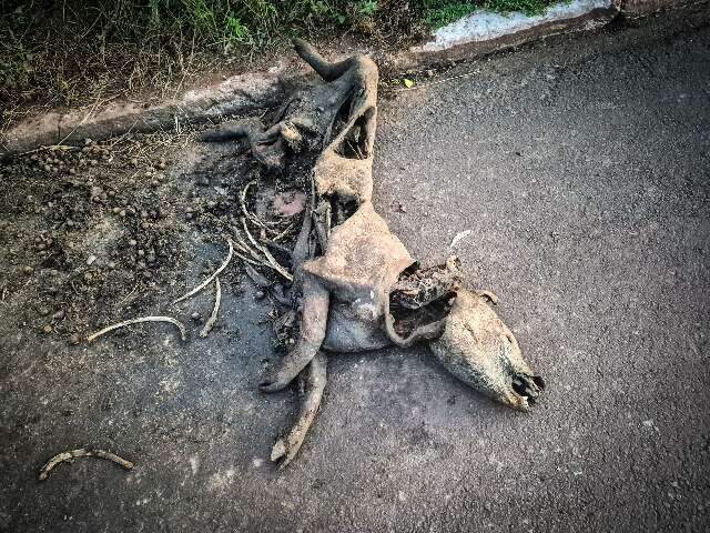 Anta &eacute; atropelada na BR-262, rodovia mais letal do Pa&iacute;s