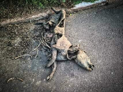 Anta &eacute; atropelada na BR-262, rodovia mais letal do Pa&iacute;s