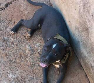 Fam&iacute;lia procura cadela desaparecida h&aacute; 5 dias na Nova Campo Grande