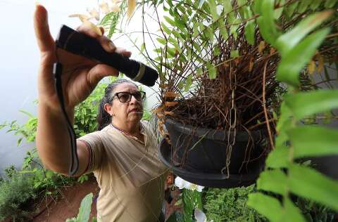 MS termina 2025 com 8.461 casos confirmados de dengue