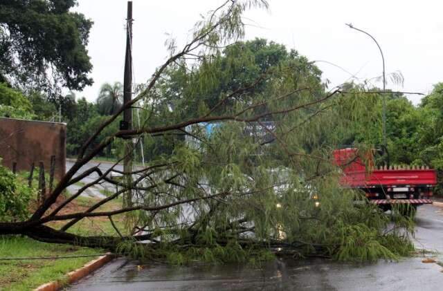 Chuvas de ver&atilde;o elevam risco de queda de &aacute;rvores; veja como agir e quem acionar