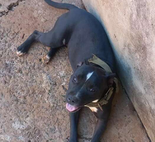 Família procura cadela desaparecida há 5 dias na Nova Campo Grande