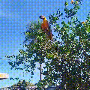 Arara sozinha nem sempre &eacute; sinal de perigo, informa PMA