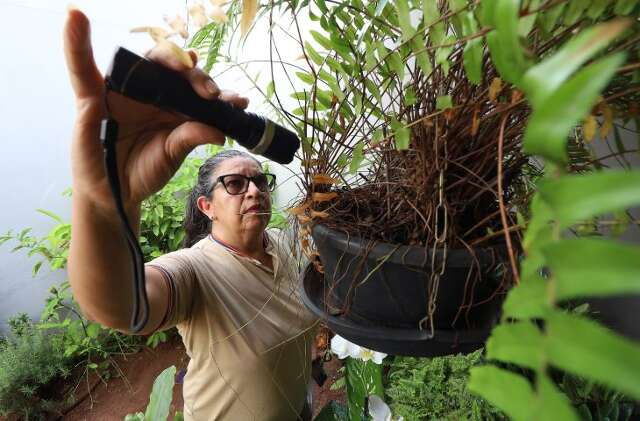 MS termina 2025 com 8.461 casos confirmados de dengue