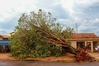 Temporal derruba árvore de 30 anos e atinge duas casas em Campo Grande Temporal derruba árvore de 30 anos e atinge duas casas em Campo Grande