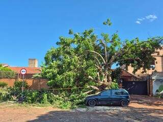 &Aacute;rvore atinge carro de pintor no primeiro dia de trabalho do ano
