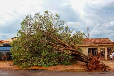 Temporal derruba &aacute;rvore de 30 anos e atinge duas casas em Campo Grande