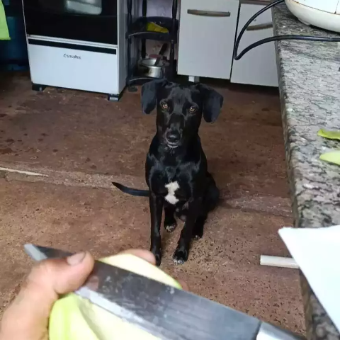 Viu o Rock? Cãozinho dócil desaparece na região da Gunter Hans