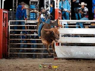 Touro avaliado em R$ 50 mil some de fazenda e Pol&iacute;cia Civil investiga roubo