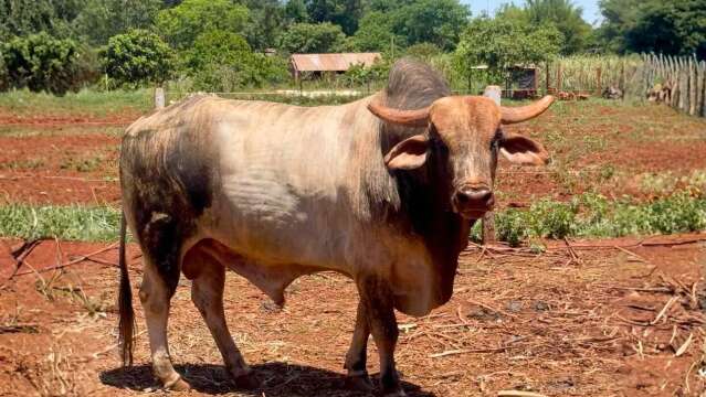 Touro avaliado em R$ 50 mil some de fazenda e Pol&iacute;cia Civil investiga roubo